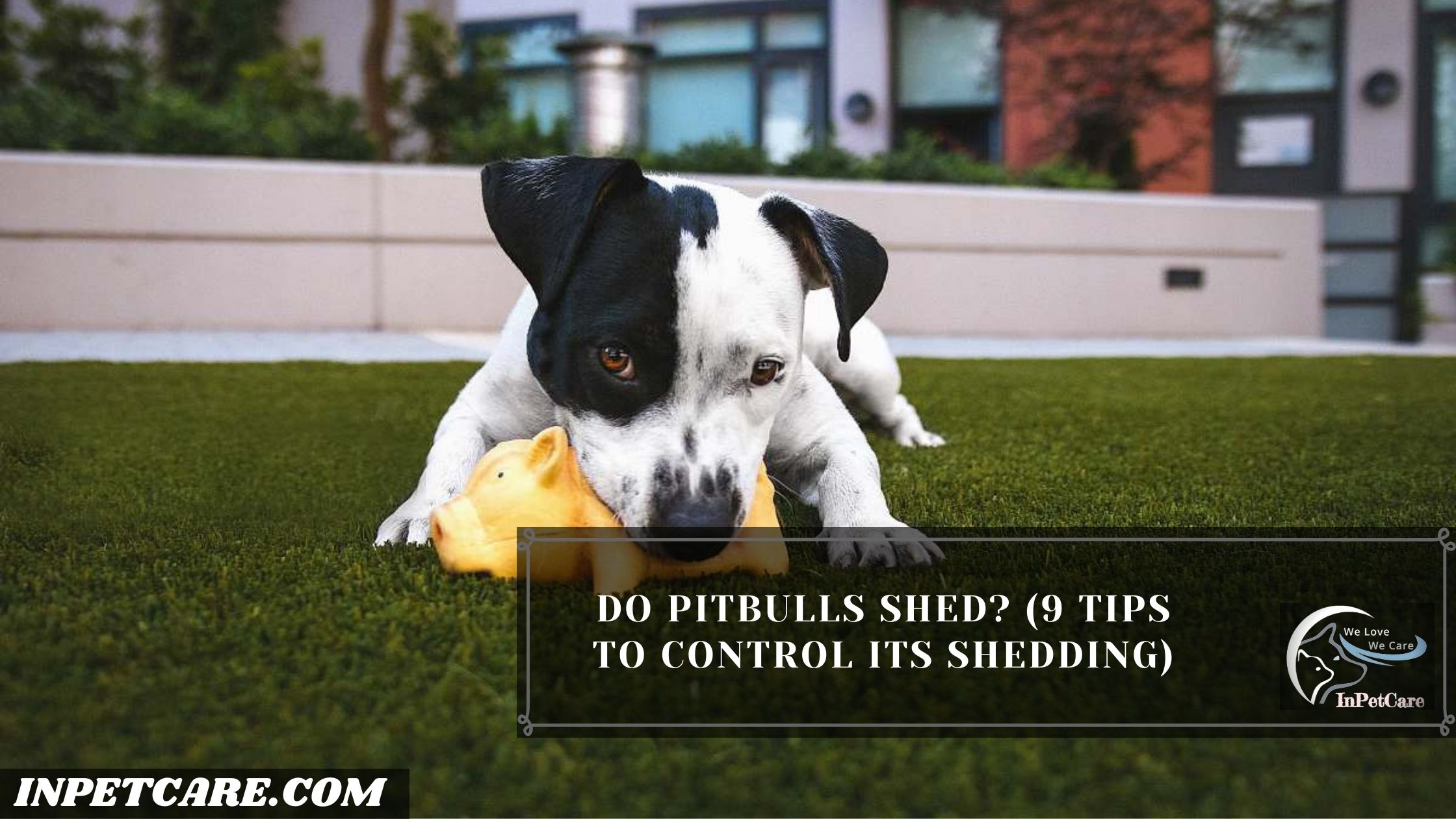 Do Pitbulls Shed? (9 Tips To Control Its Shedding)