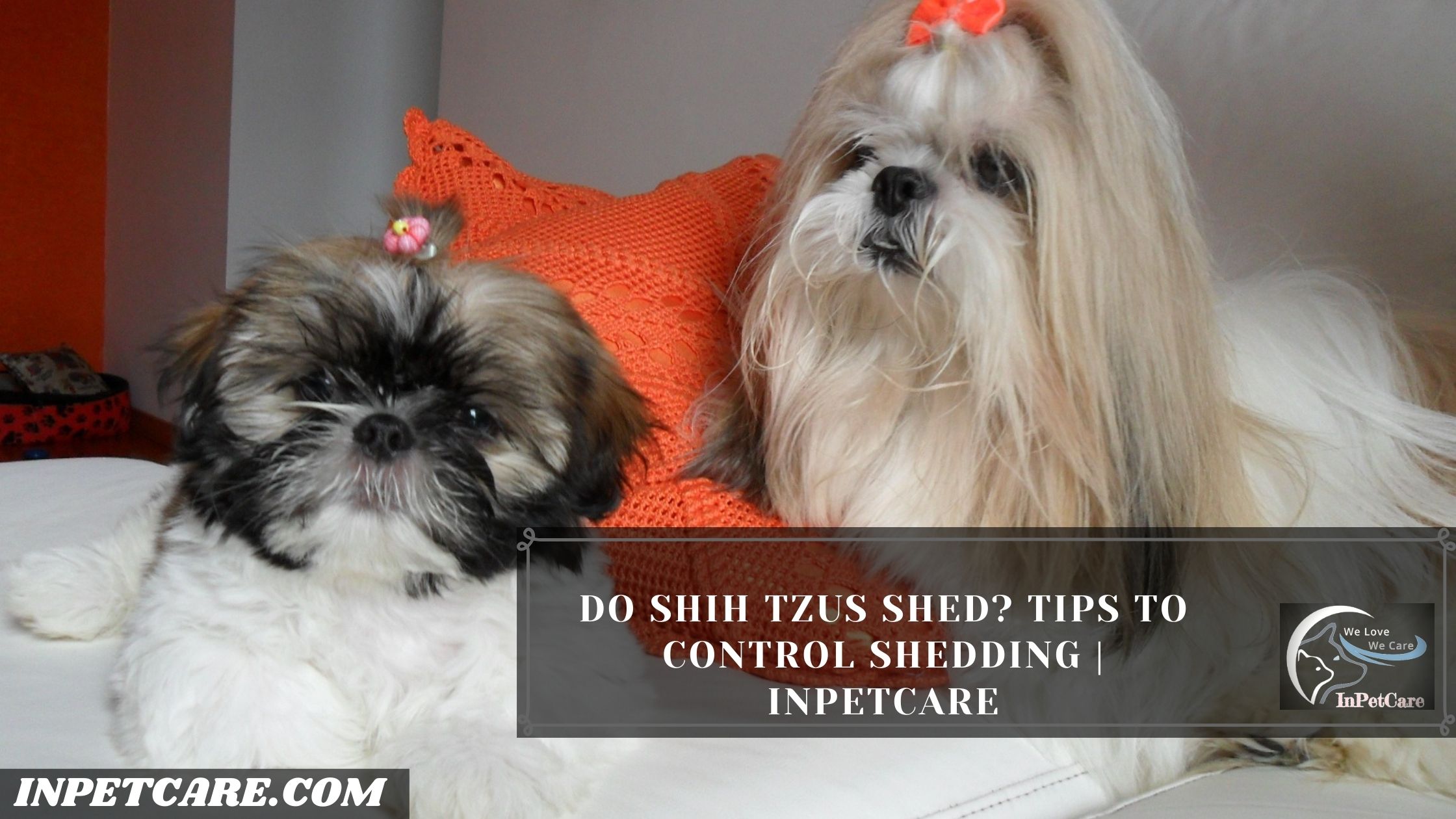 Do Shih Tzus Shed? Tips To Control Shedding | InPetCare