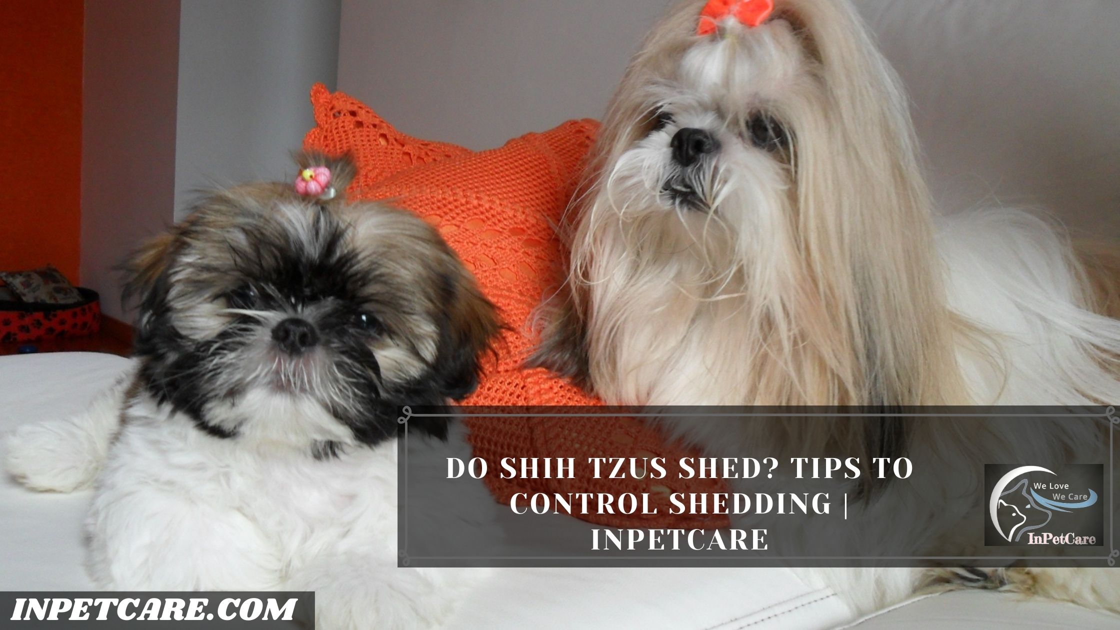 Do Shih Tzus Shed?