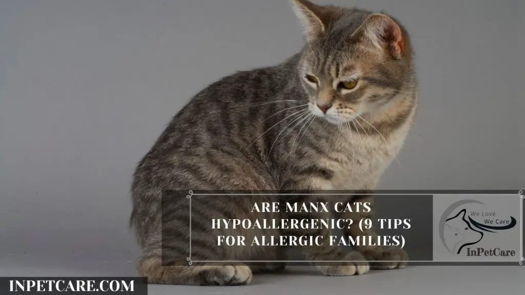 Are Manx Cats Hypoallergenic? (9 Tips For Allergic Families)
