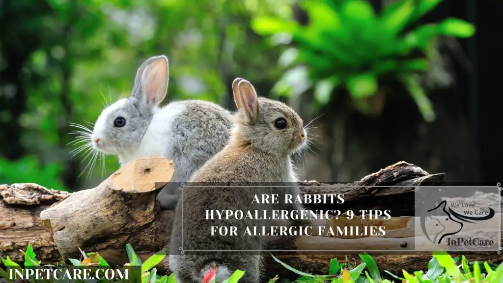Are Rabbits Hypoallergenic? 9 Tips For Allergic Families
