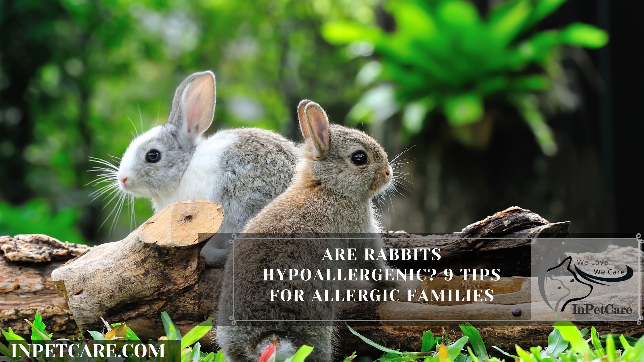 Are Rabbits Hypoallergenic? 9 Tips for Allergic Families