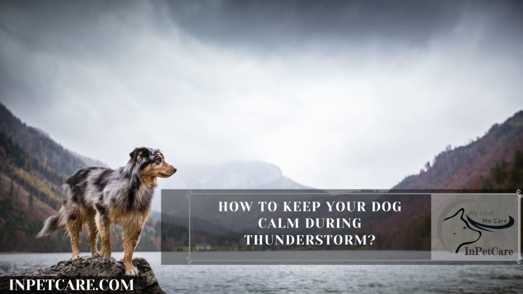 How To Keep Your Dog Calm During Thunderstorm?