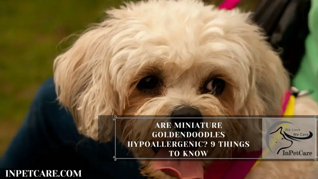 Are Cavachons Hypoallergenic? Tips For Family With Allergy