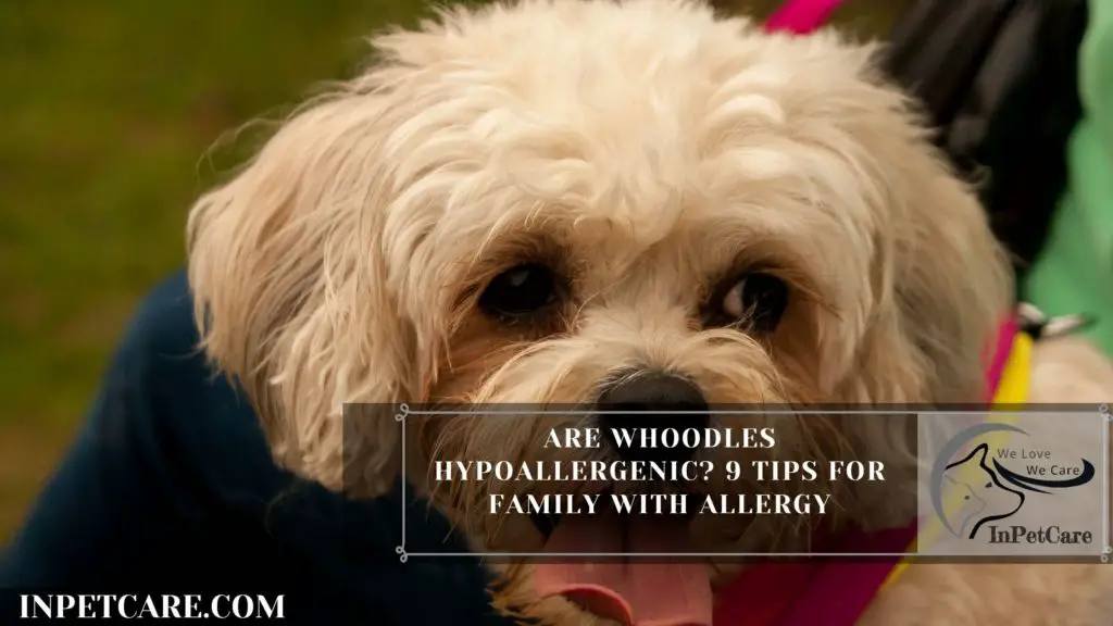Are Whoodles Hypoallergenic?