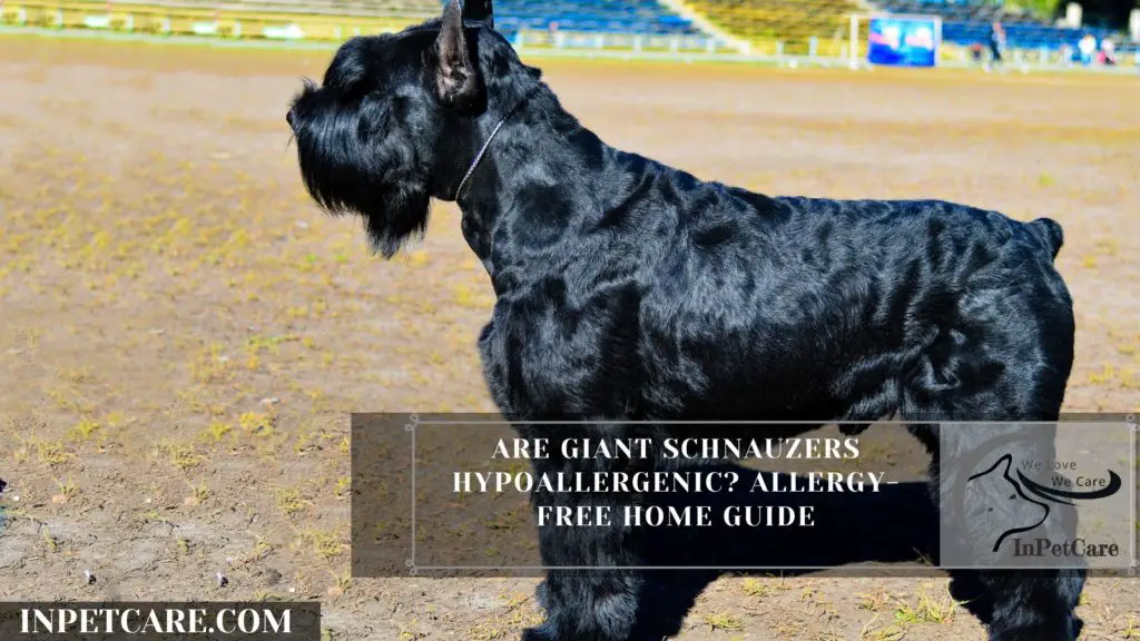 Are Giant Schnauzers Hypoallergenic? Allergy-Free Home Guide