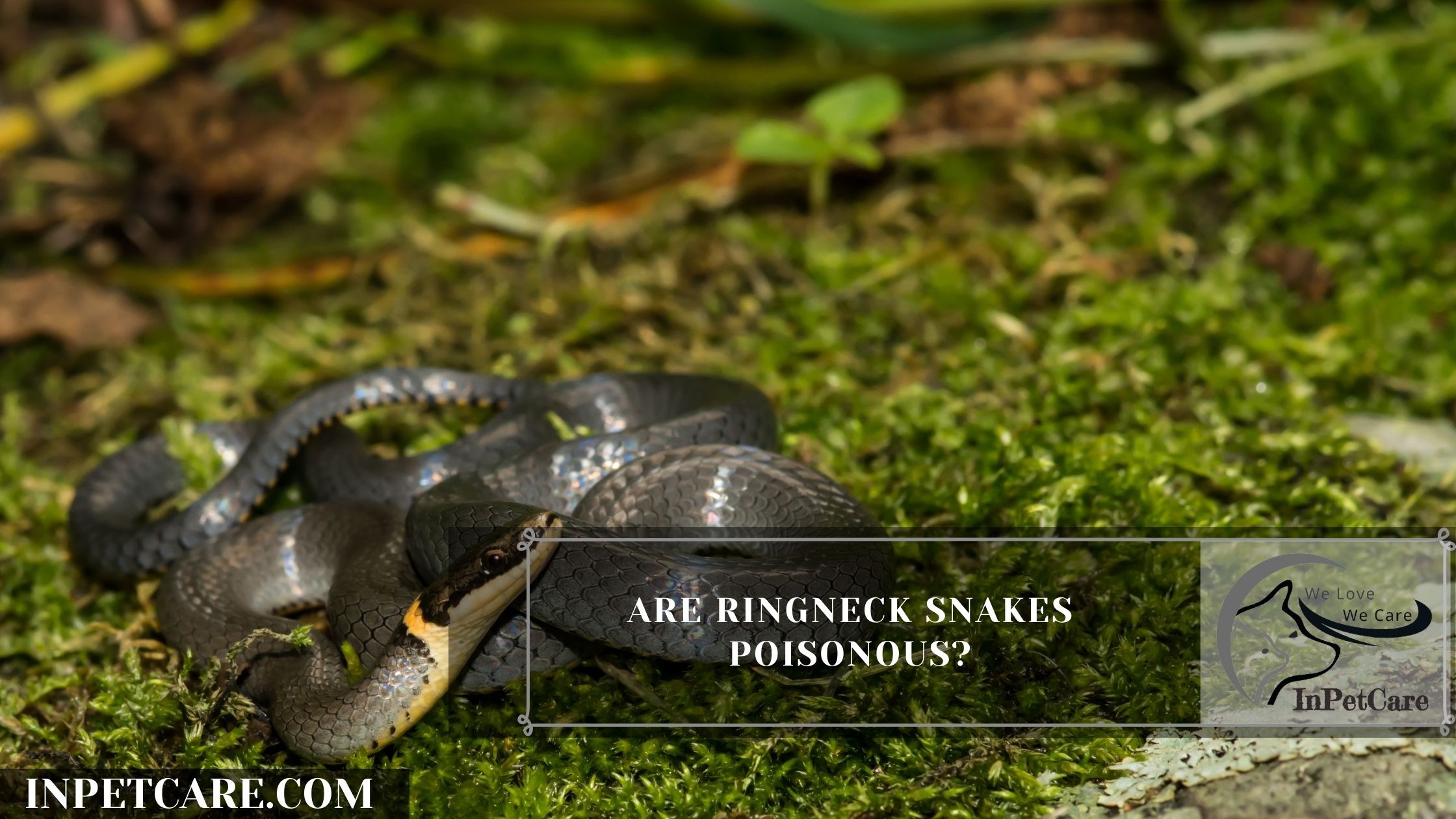 Are Ringneck Snakes Poisonous?