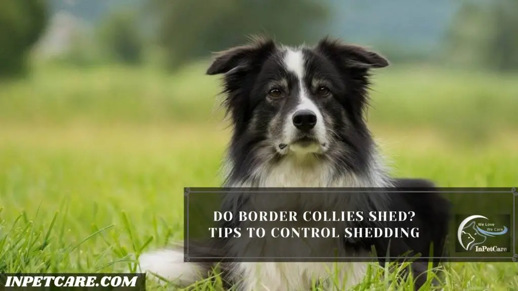 Do Border Collies Shed?