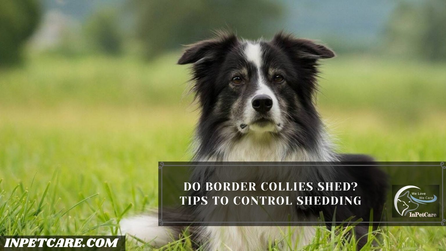 Do Border Collies Shed? Tips To Control Shedding