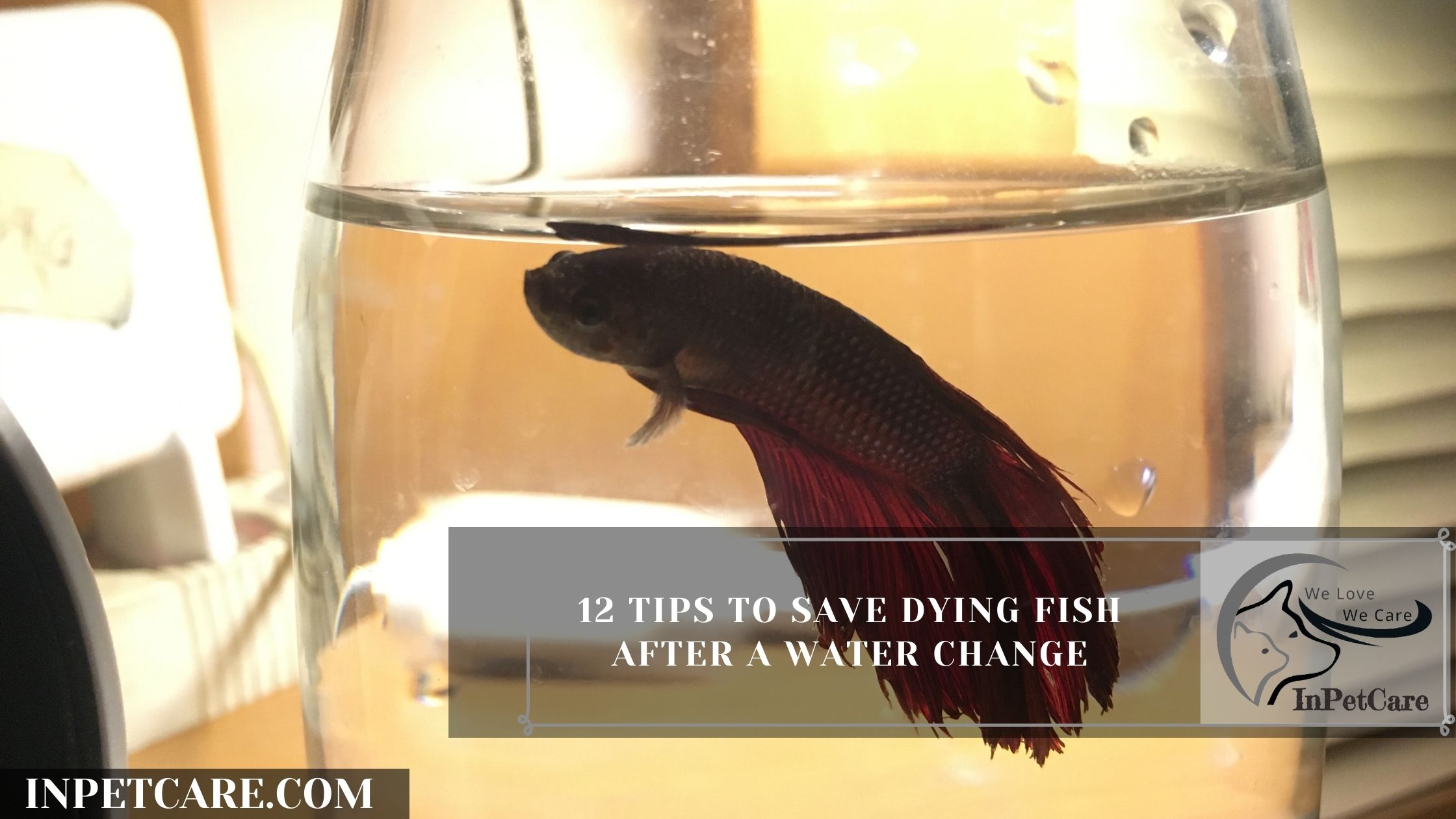 12 Tips To Save Dying Fish After A Water Change