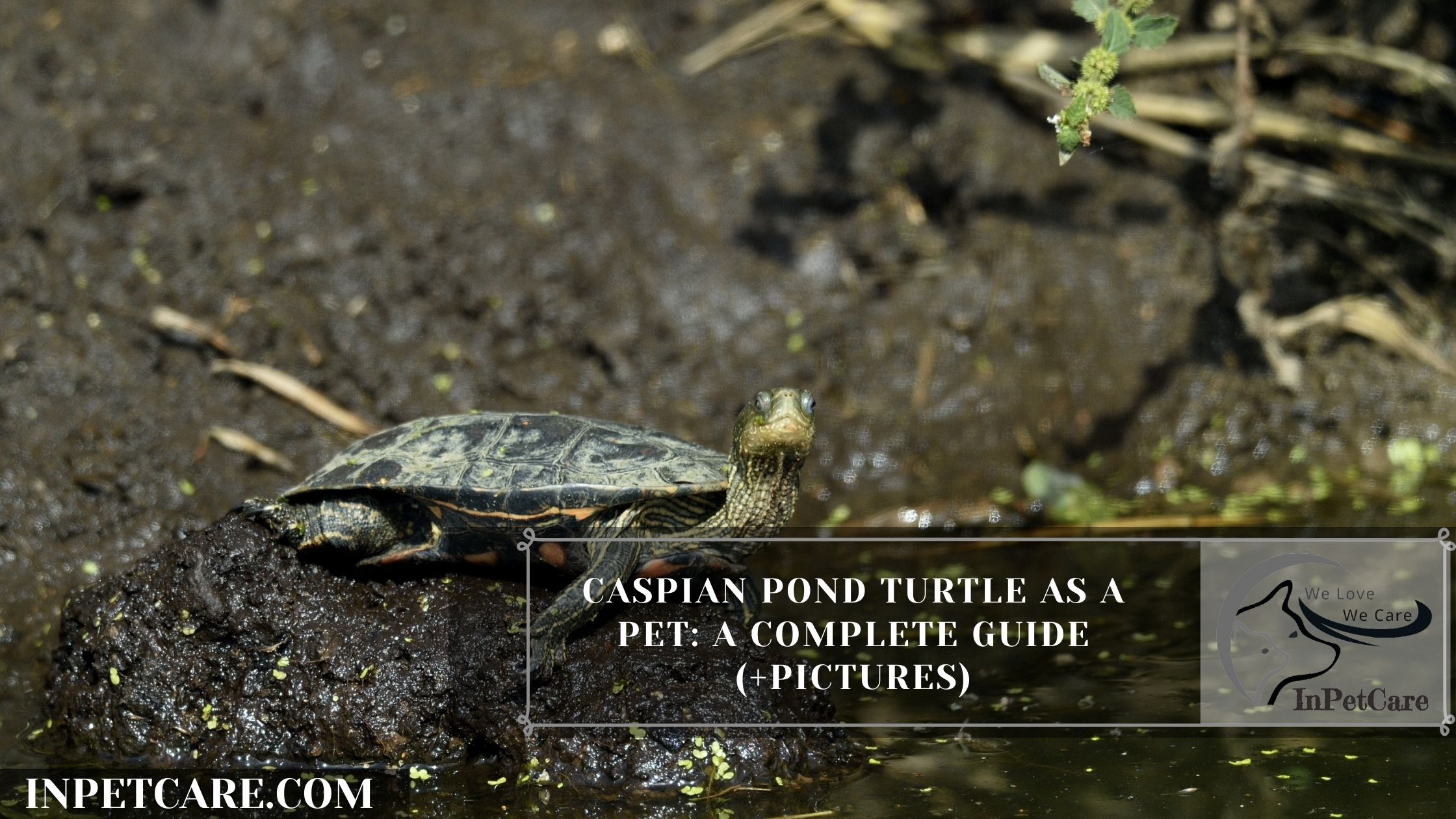 Caspian Pond Turtle As A Pet: A Complete Guide (+Pictures)