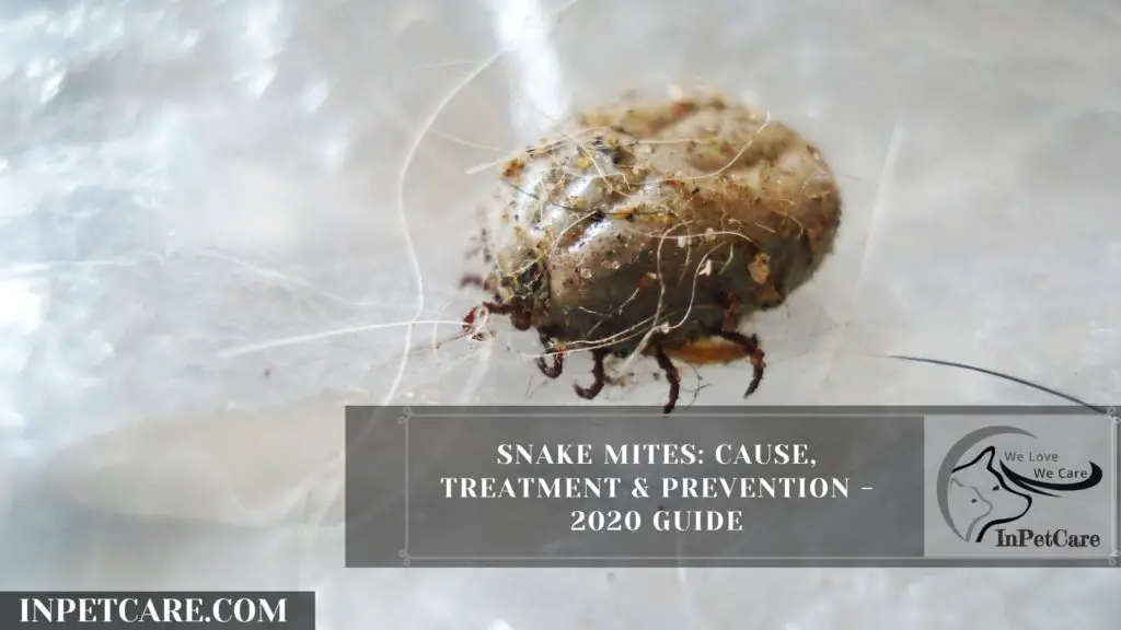 Snake Mites: Cause, Treatment & Amp; Prevention - 2020 Guide