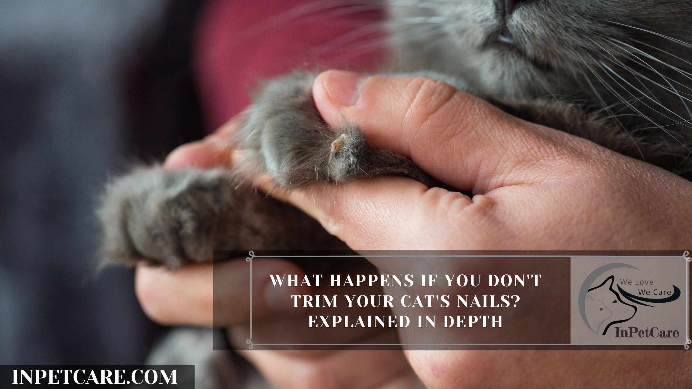 What Happens If You Don't Trim Your Cat's Nails? Explained In Depth