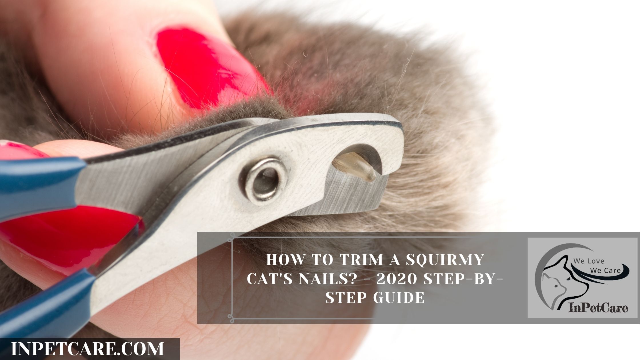 How to Trim a Squirmy Cat’s Nails? A Complete Guide