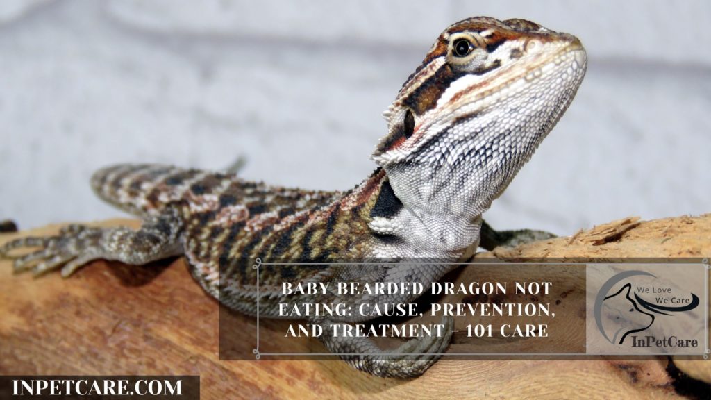 Here's Why Baby Bearded Dragon Not Eating