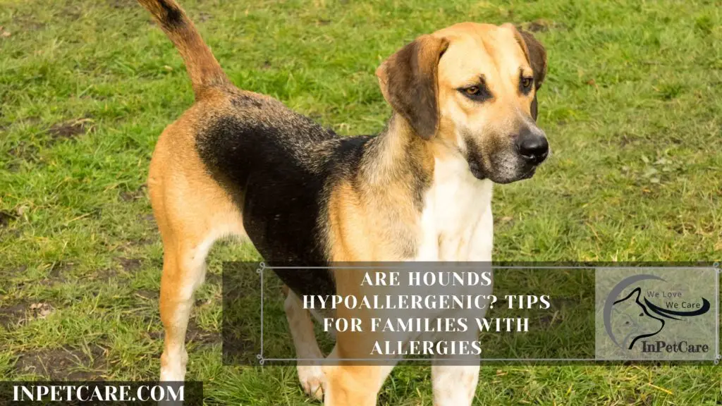 Are Hounds Hypoallergenic? Tips For Families With Allergies