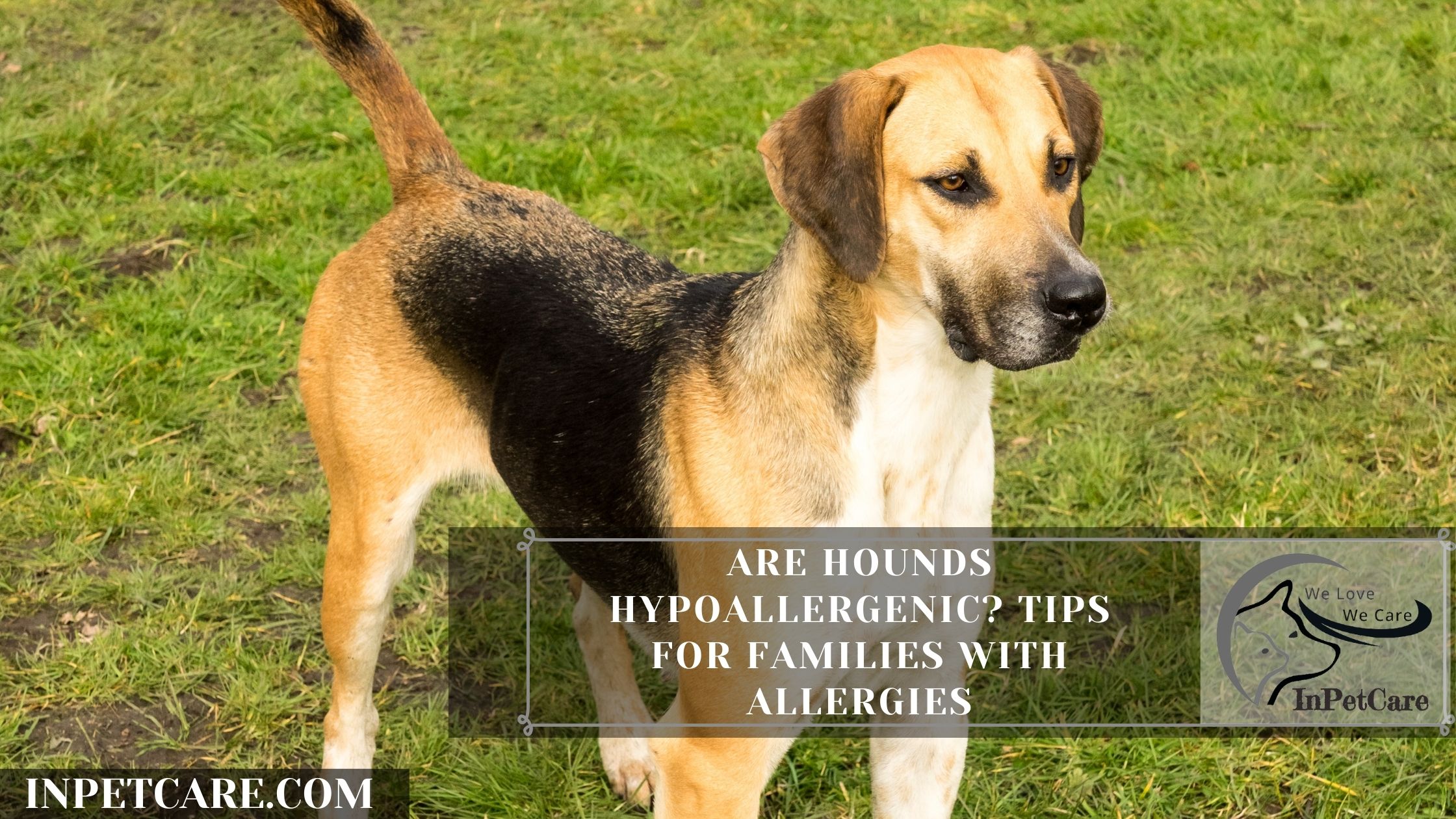Photo inspiration: Picture Idea: Are Hounds Hypoallergenic Tips For Families With Allergies