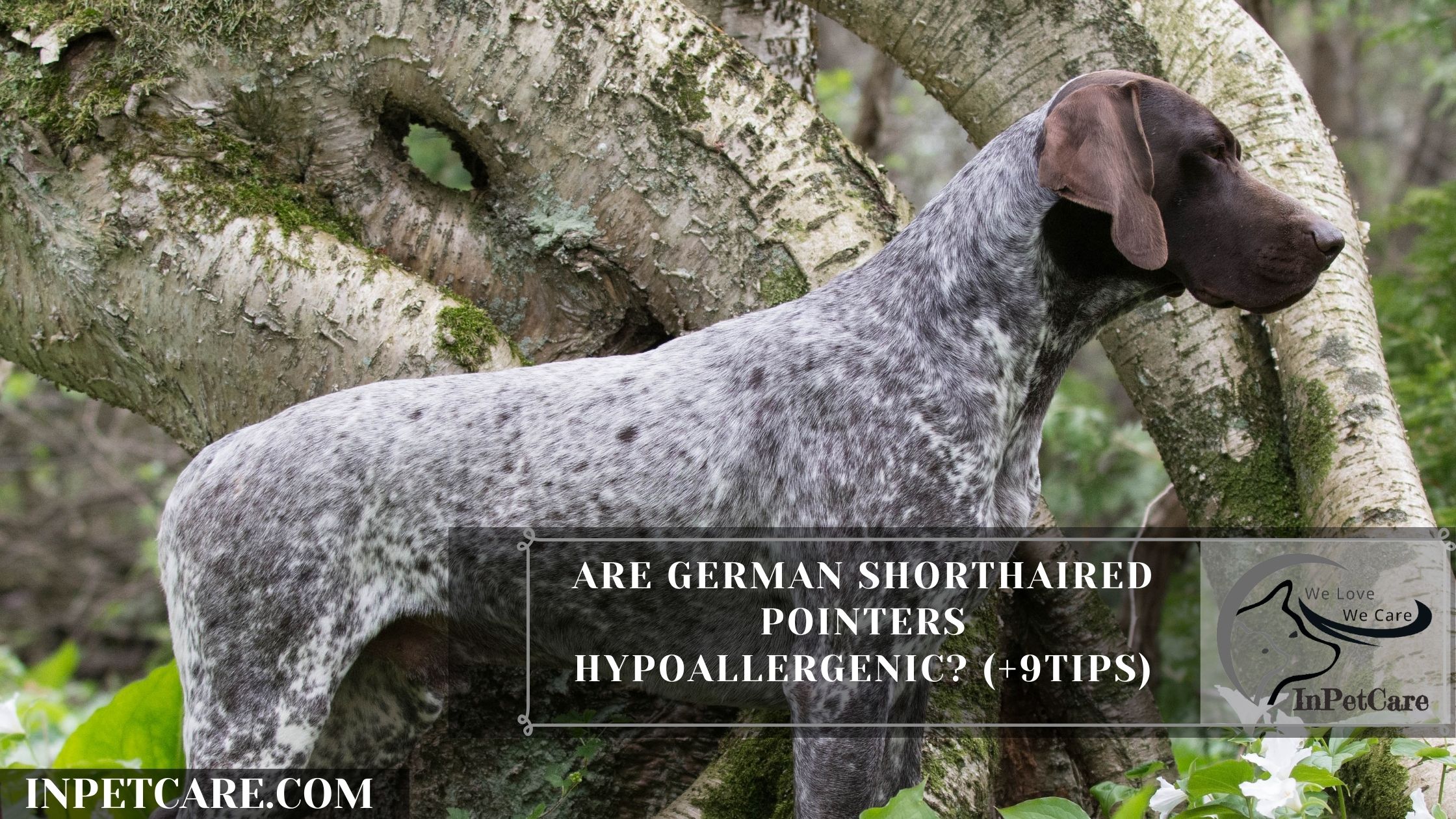 Are German Shorthaired Pointers Hypoallergenic? (+9Tips)