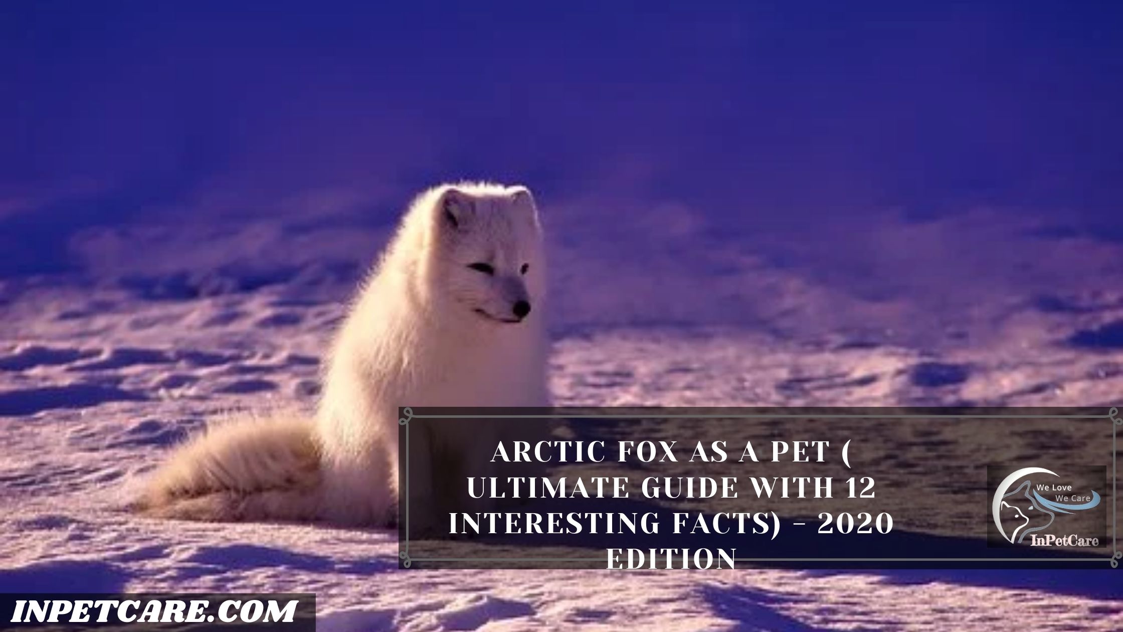 Arctic Fox as a Pet ( Ultimate Guide with 12 Interesting Facts) - 2020 Edition