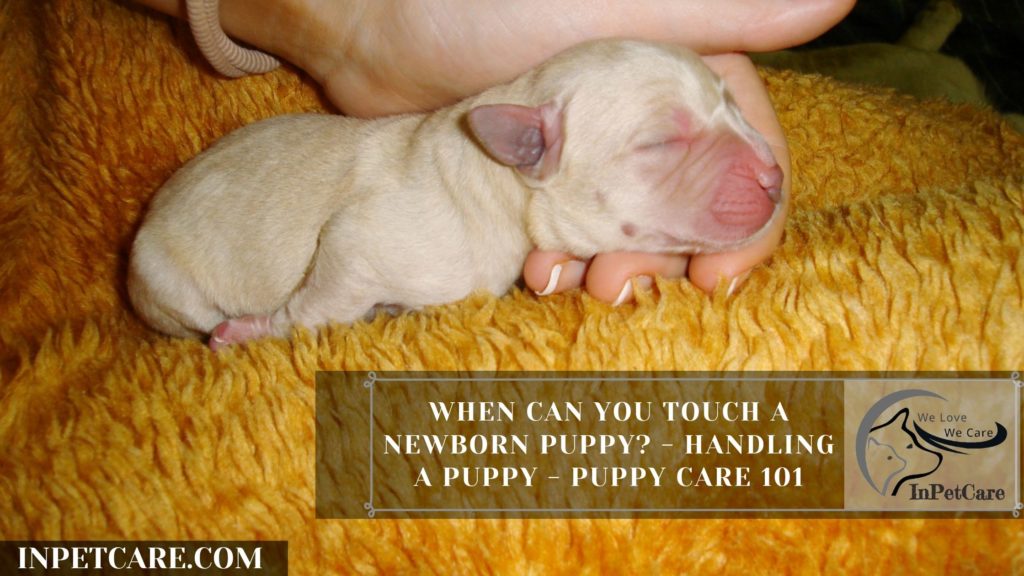 When Can You Touch A Newborn Puppy
