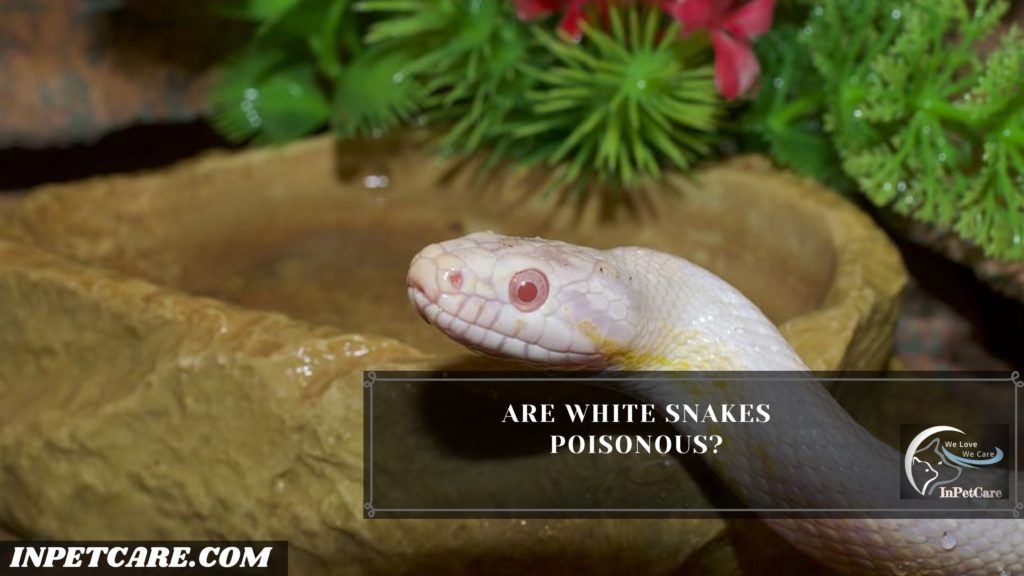 Are White Snakes Poisonous?