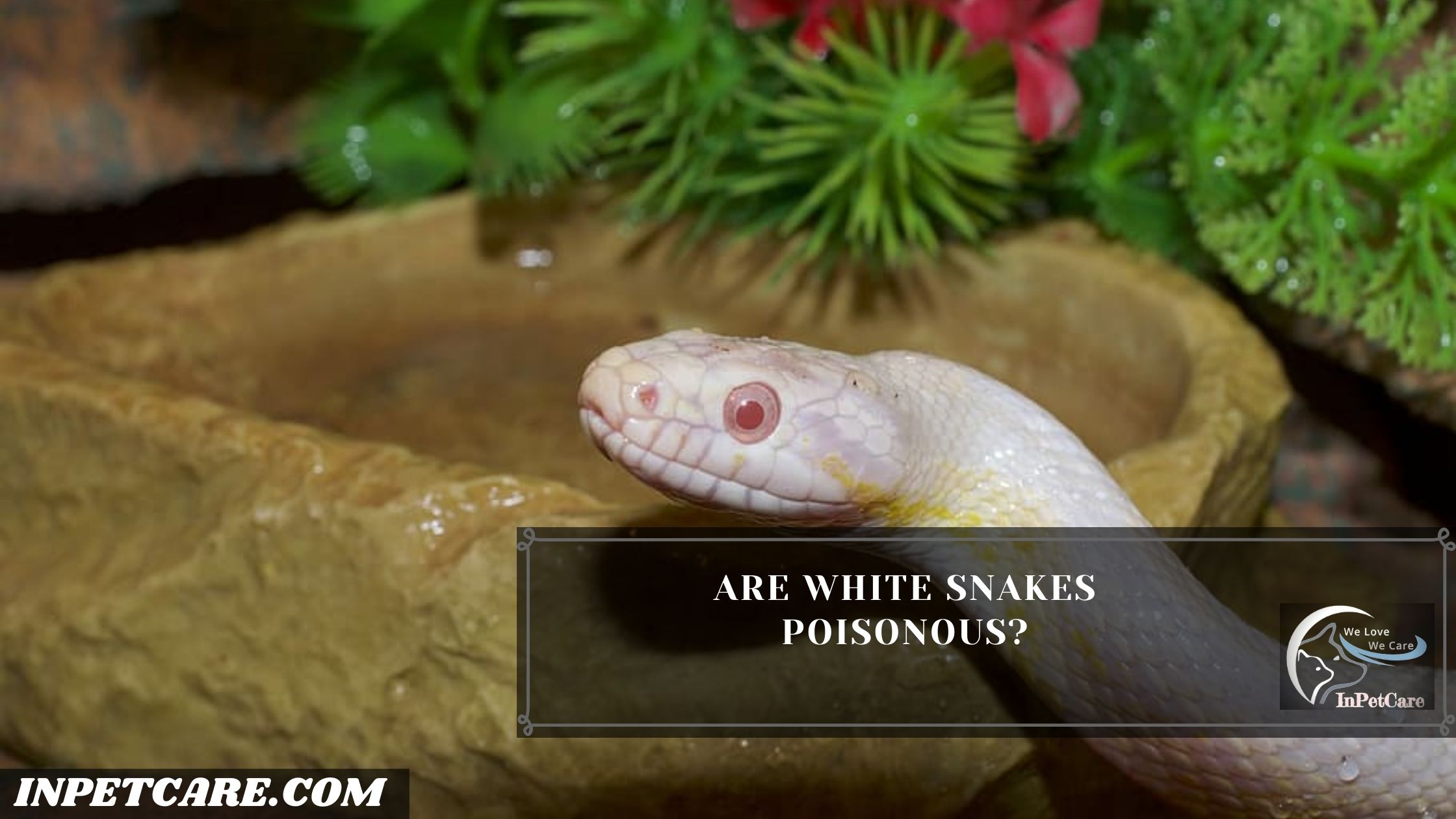 Are white snakes poisonous?