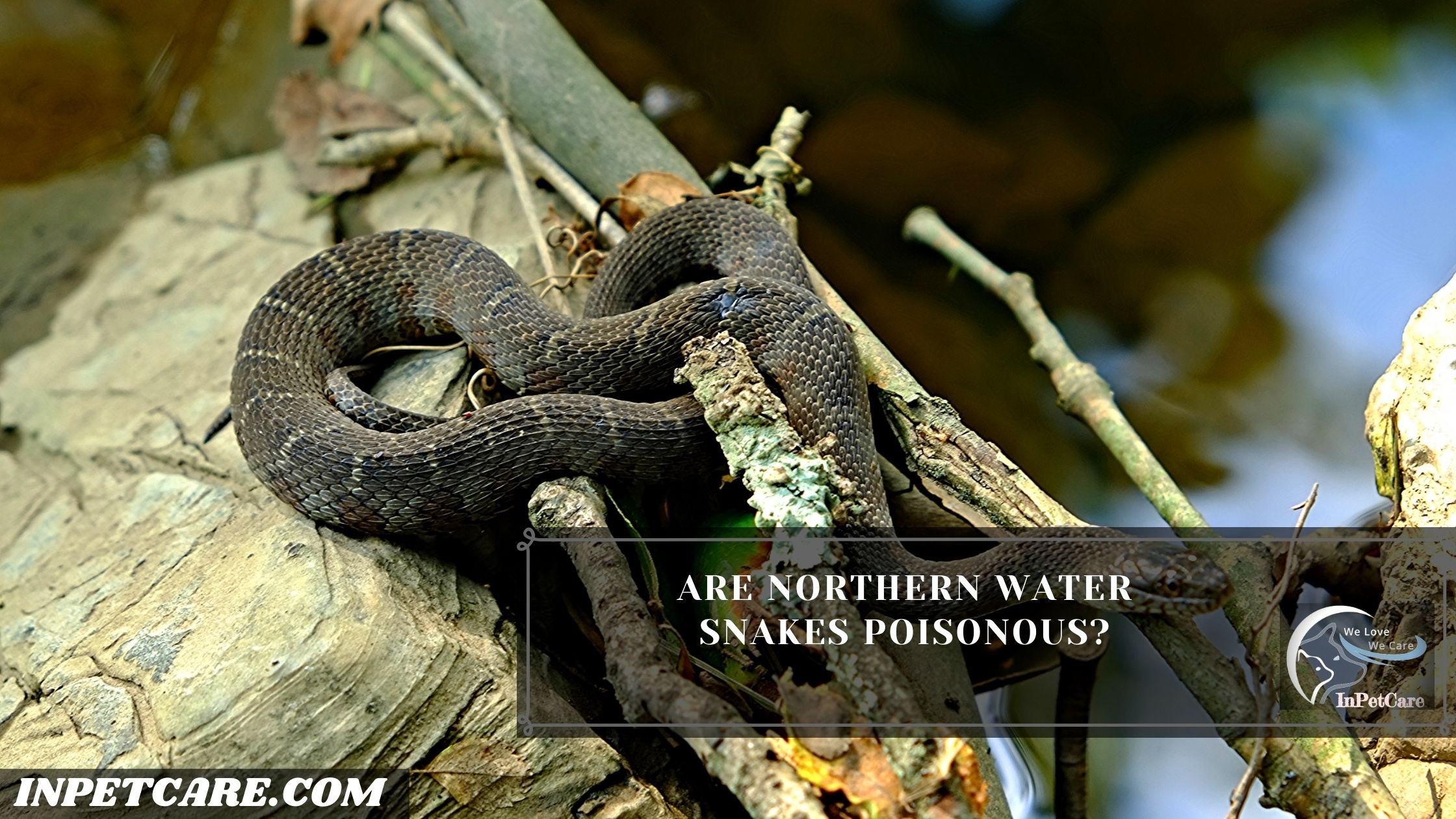 Are Northern Water Snakes Poisonous?