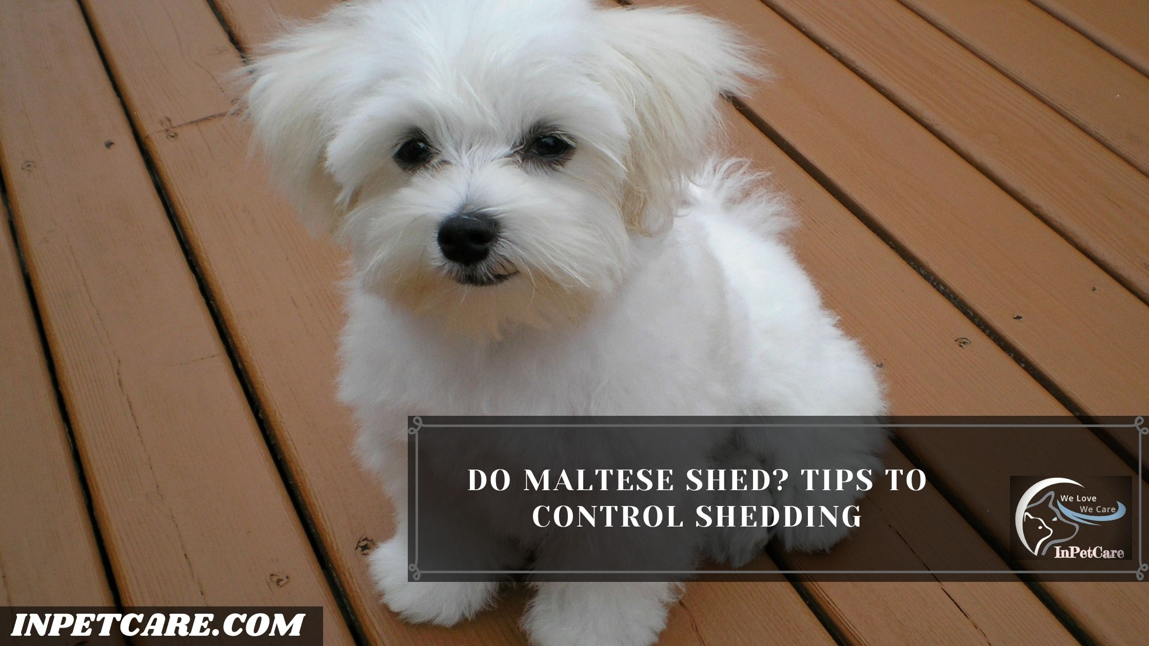 Do Maltese Shed?