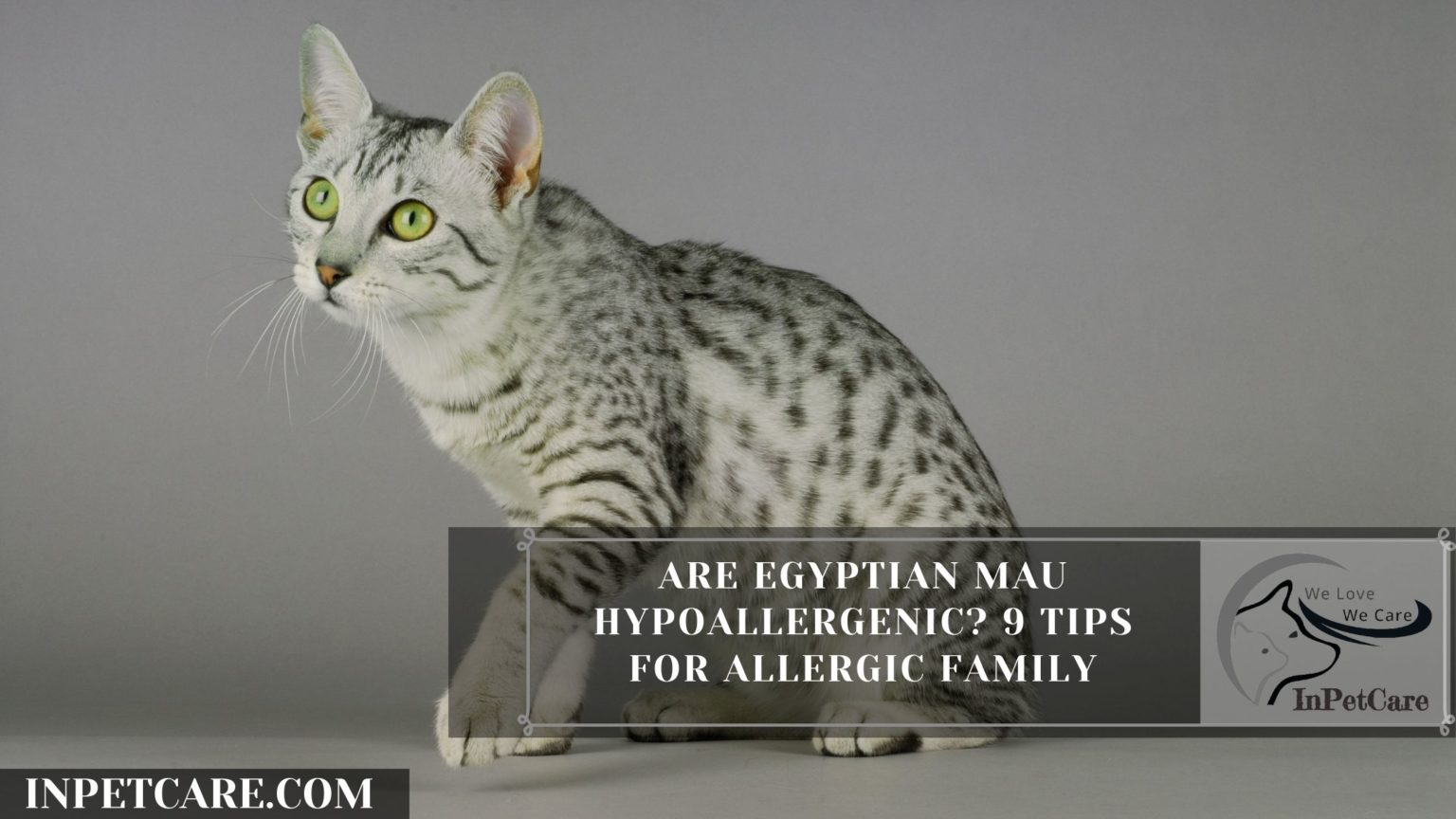 NonHypoallergenic Cats » IN PET CARE