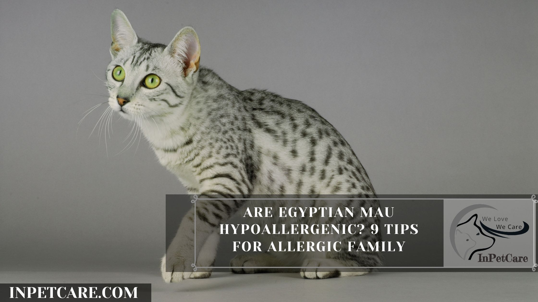 Are Egyptian Mau Hypoallergenic? 9 Tips For Allergic Family