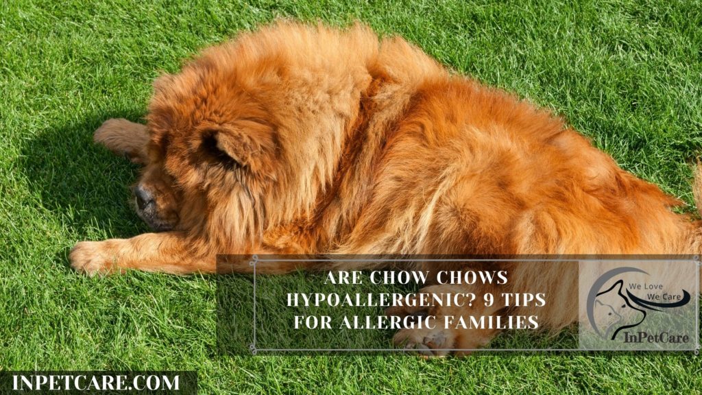 Are Chow Chows Hypoallergenic? 9 Tips For Allergic Families