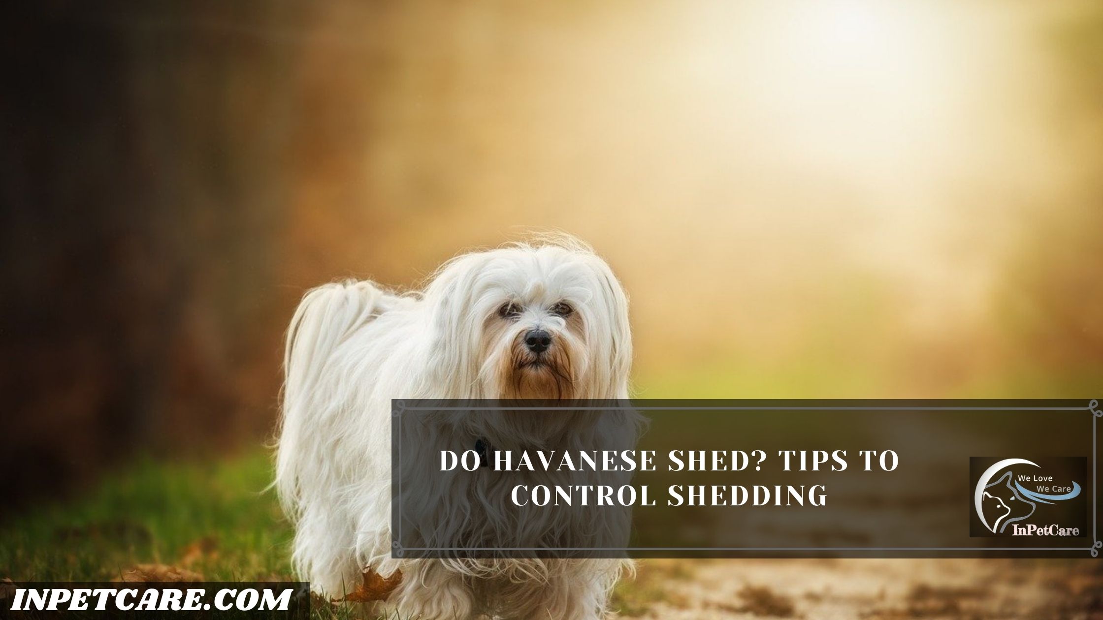 Do Havanese Shed?