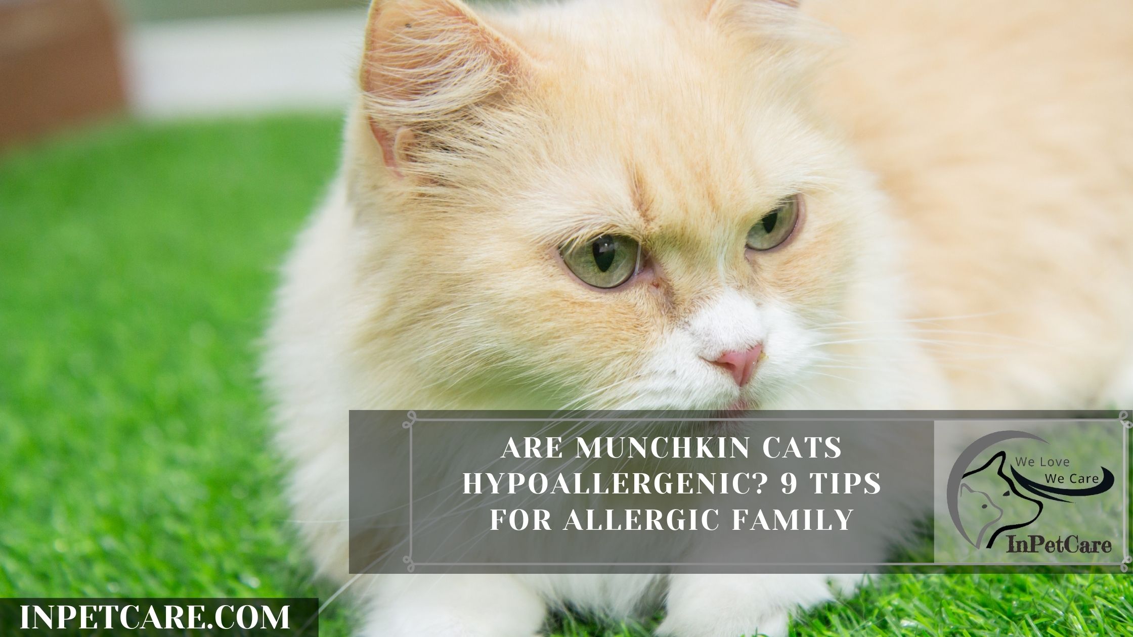 Are Munchkin Cats Hypoallergenic? 9 Tips for Allergic Family