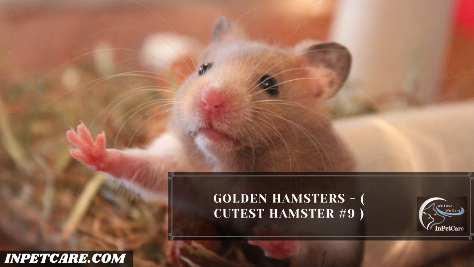 9 Cutest Hamster Breed In The World (With Pictures)