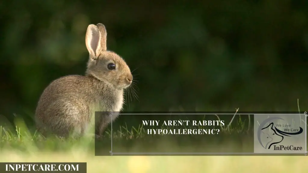 Are Rabbits Hypoallergenic? 9 Tips for Allergic Families