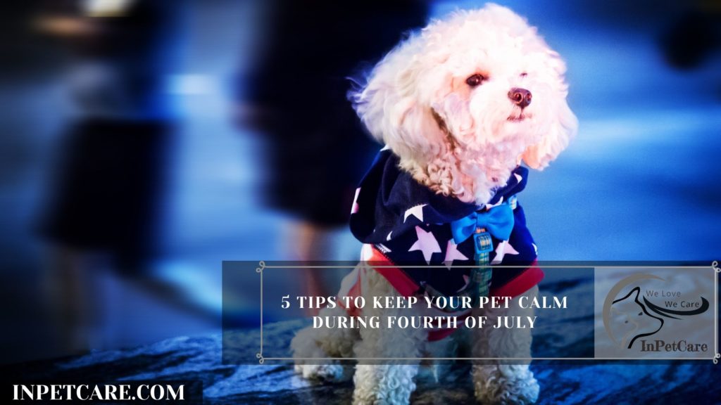 How To Keep Your Dog Calm During Thunderstorm?