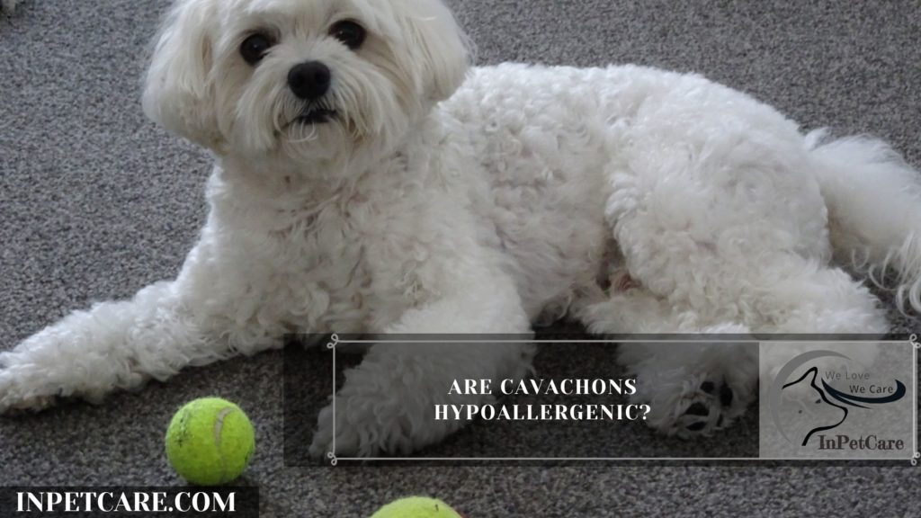 Are Cavachons Hypoallergenic? Tips For Family With Allergy