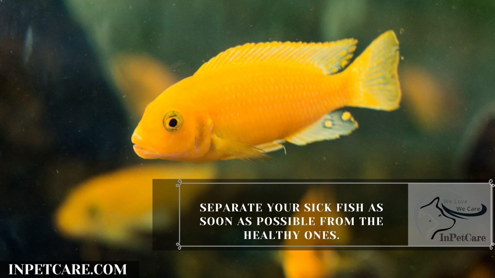 12 Tips To Save Dying Fish After A Water Change » IN PET CARE