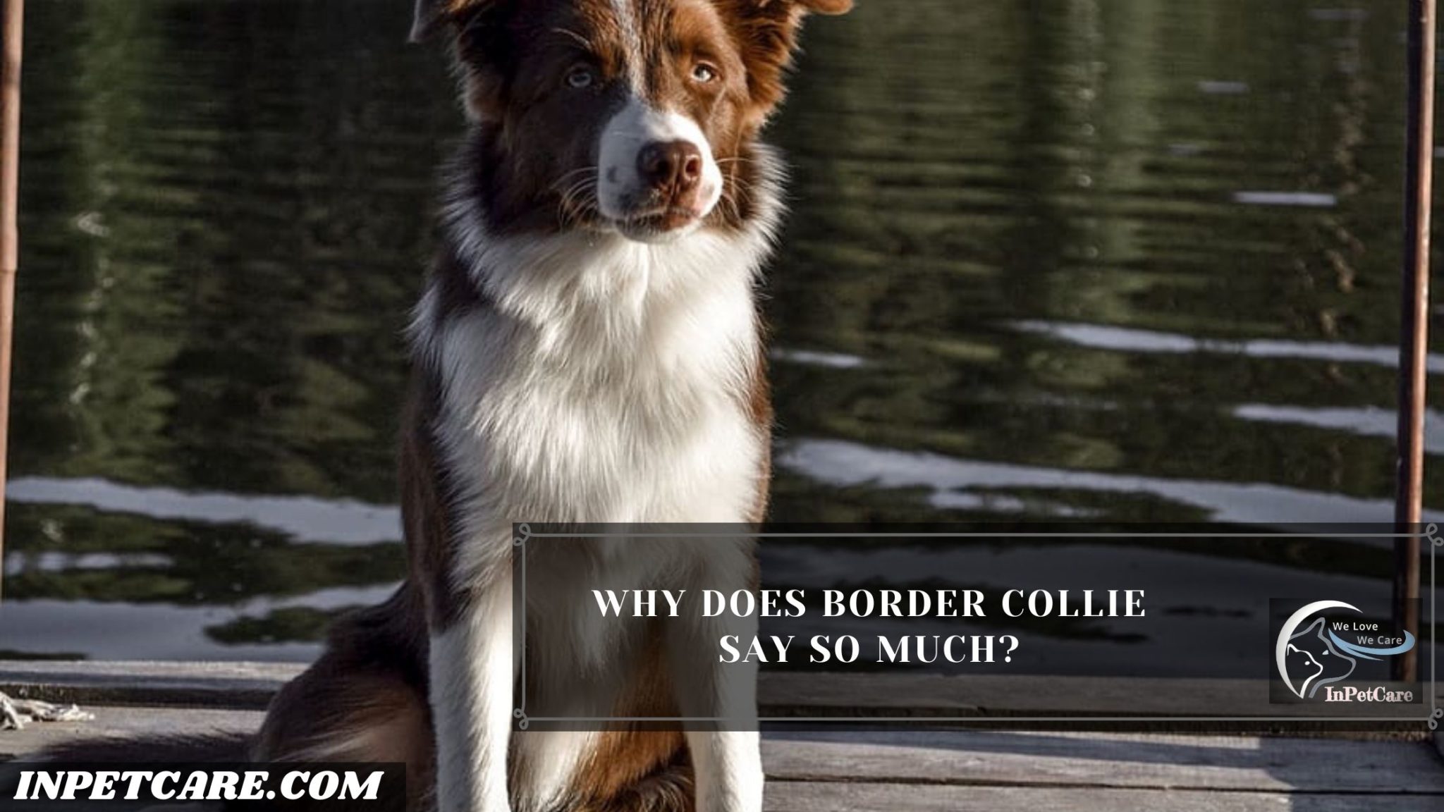 Do Border Collies Shed? Tips To Control Shedding