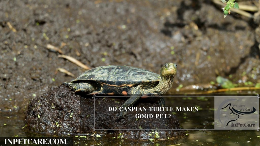 Caspian Pond Turtle As A Pet: A Complete Guide (+Pictures)