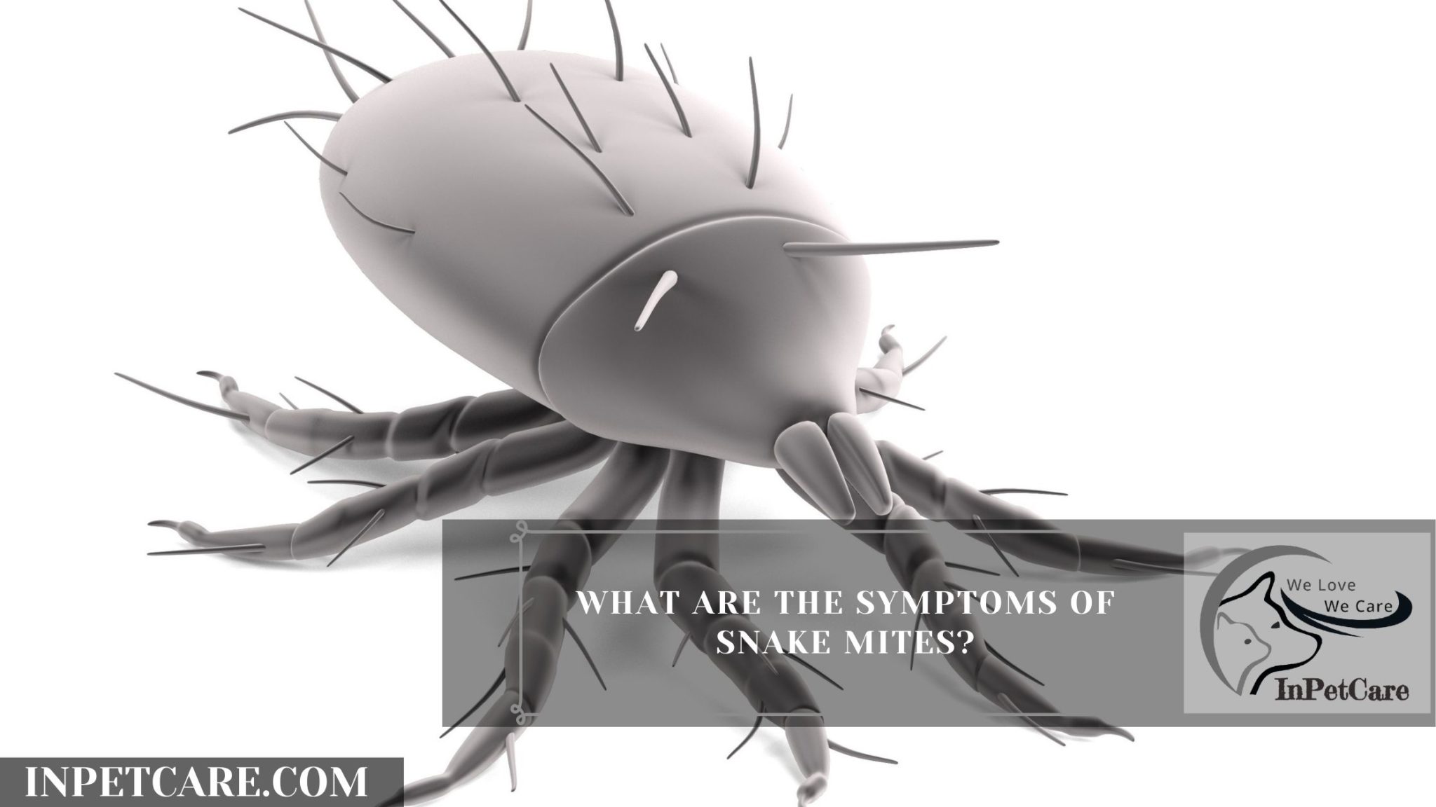 Snake Mites Causes, Treatment And Prevention In 2021