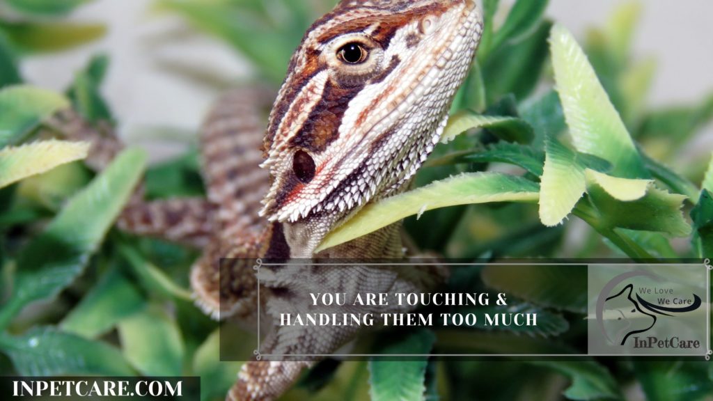 Baby Bearded Dragon Not Eating Here's Why Baby Bearded Dragon Not Eating
