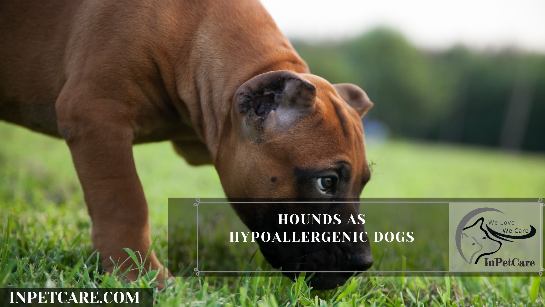 Are Hounds Hypoallergenic? Tips For Families With Allergies