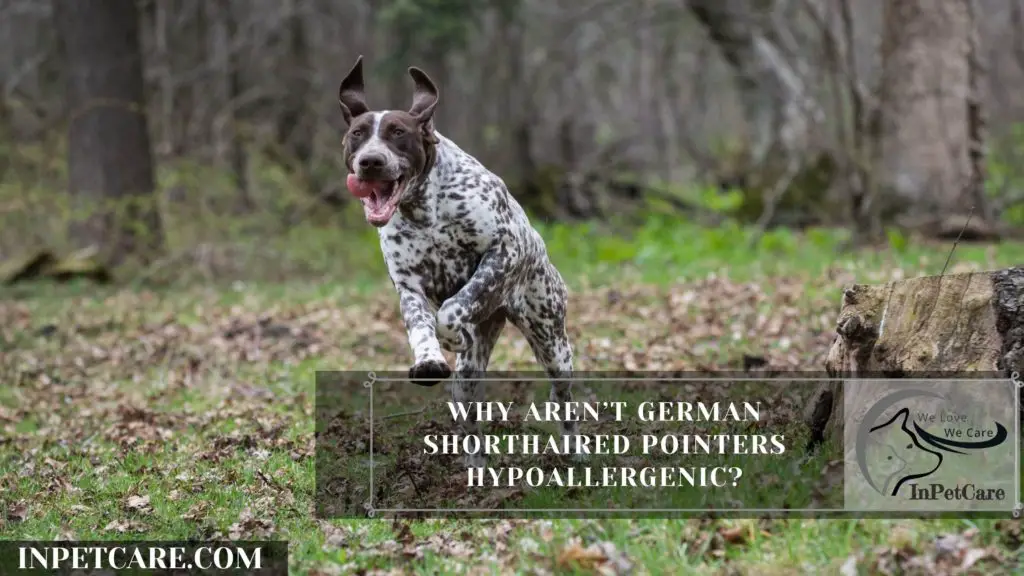 Are German Shorthaired Pointers Hypoallergenic? (+9Tips)