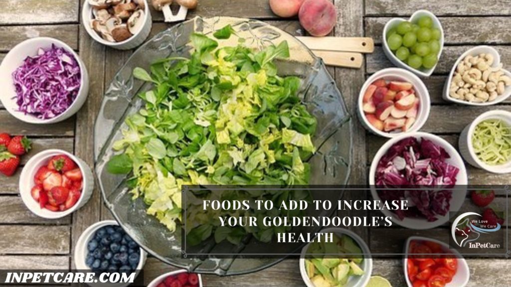 7 Foods You Should Add to Increase the Health of Your Goldendoodle