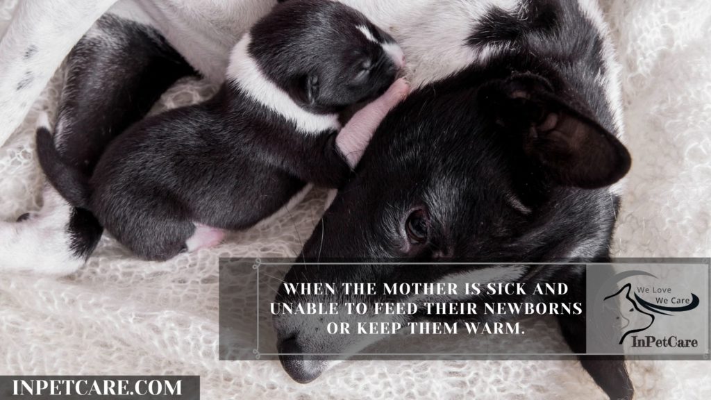 When Can You Touch a Newborn Puppy? - 9 Things To Look