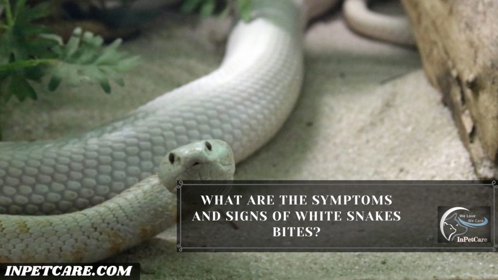 Are white snakes poisonous?