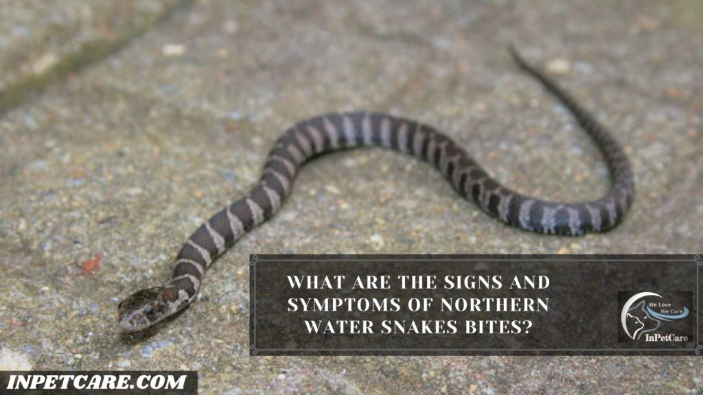 Are Northern Water Snakes Poisonous?