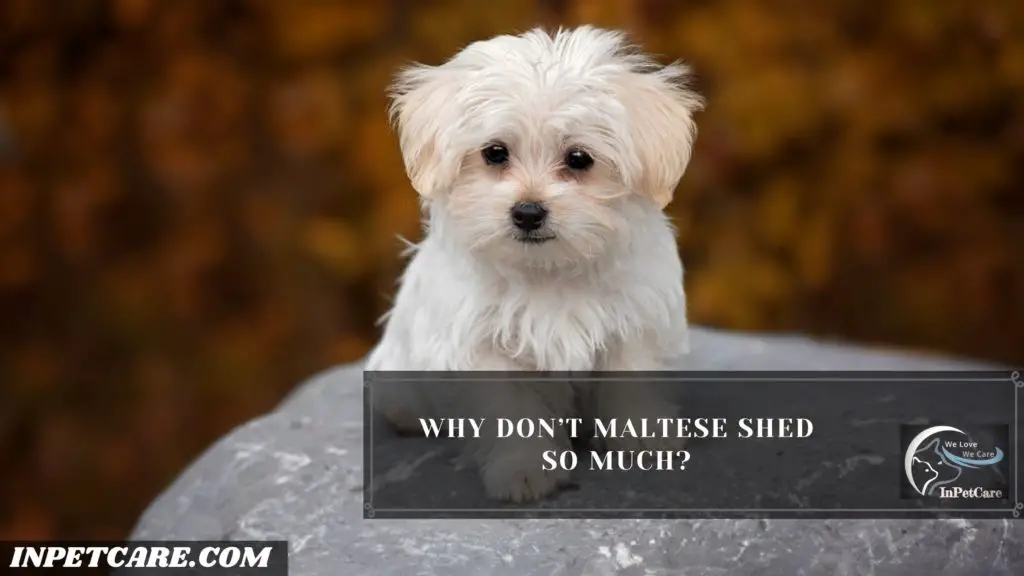 Do Maltese Shed? 