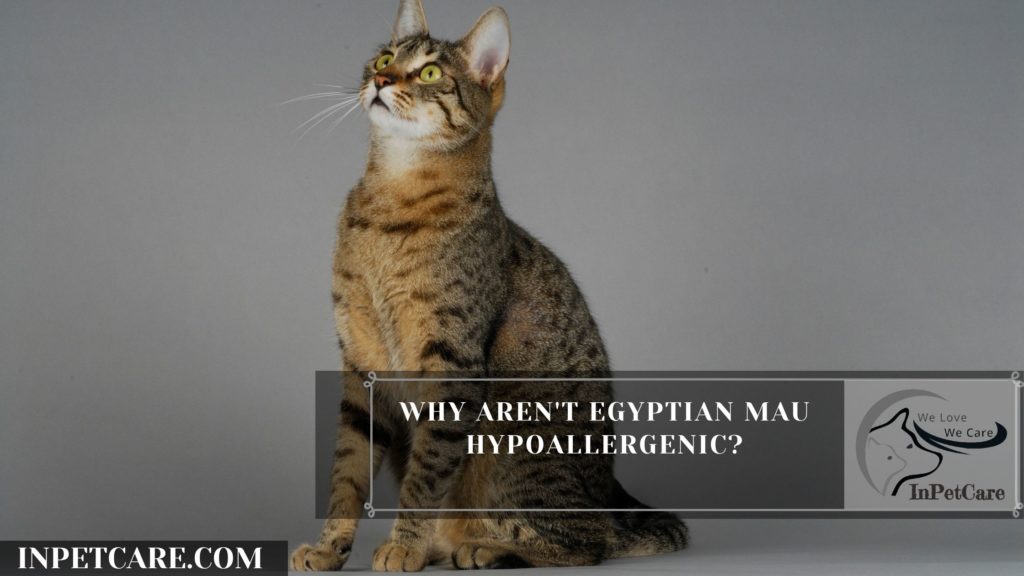 Are Egyptian Mau Hypoallergenic? 9 Tips For Allergic Family